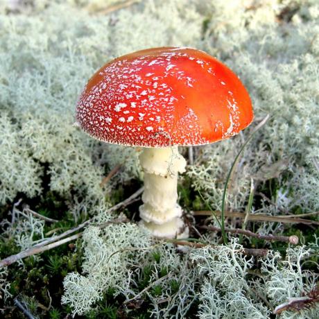 Un champignon : Amanita muscaria