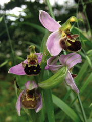 Ophrys becasse