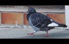 Nourrir les pigeons peut faire l’objet d’amendes pouvant atteindre 450 euros